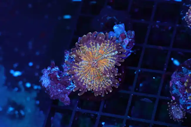 Bronze Yuma Mushroom WYSIWYG B1 - SAQ Coral Farm