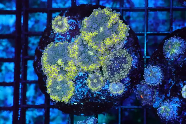 Electric Ricordea Yuma Mushroom Colony WYSIWYG - SAQ Coral Farm