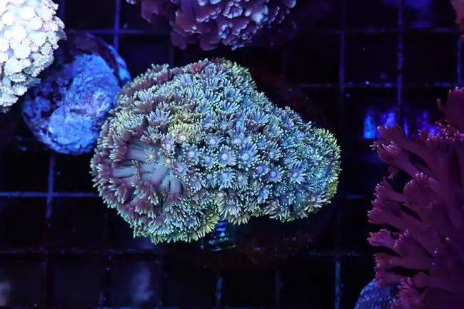 Blue And Yellow Goniopora Colony WYSIWYG - SAQ Coral Farm