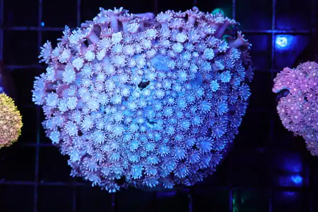 Blue And Purple Goniopora Colony WYSIWYG - SAQ Coral Farm