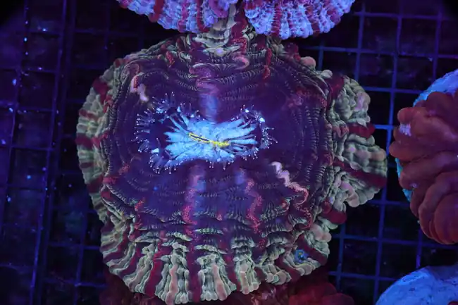 Desert Cynarina WYSIWYG - SAQ Coral Farm