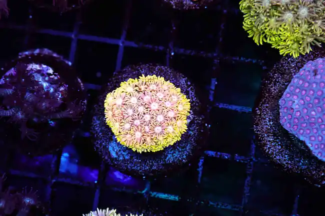 Vibrant Pink Lemonade Goniopora WYSIWYG A2 - SAQ Coral Farm