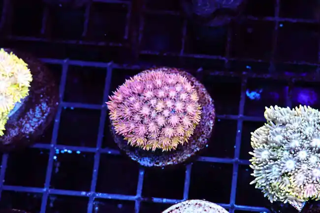Pink Lemonade Goniopora WYSIWYG - SAQ Coral Farm