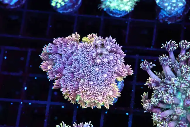 Kaleidoscope Goniopora Colony WYSIWYG - SAQ Coral Farm
