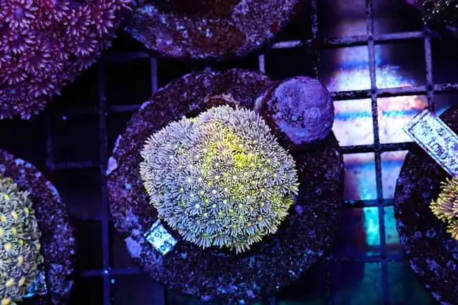 Blue Lemonade Goniopora Colony WYSIWYG A1 - SAQ Coral Farm