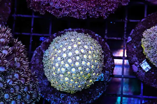 Blue Lemonade Goniopora Colony WYSIWYG - SAQ Coral Farm