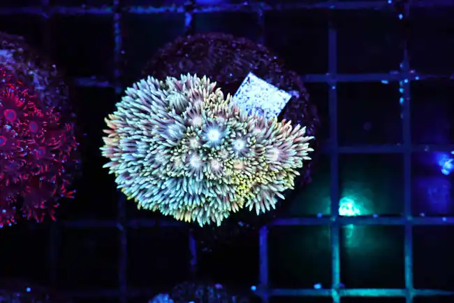 Blue Lemonade Goniopora WYSIWYG - SAQ Coral Farm