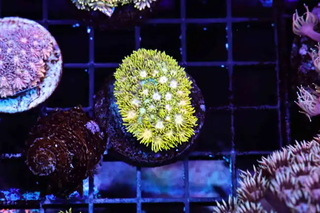 Lemonade Goniopora WYSIWYG A3 - SAQ Coral Farm