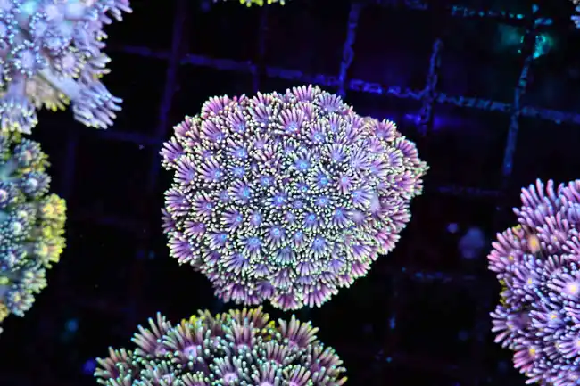 Pink Sparkles Goniopora Colony WYSIWYG - SAQ Coral Farm