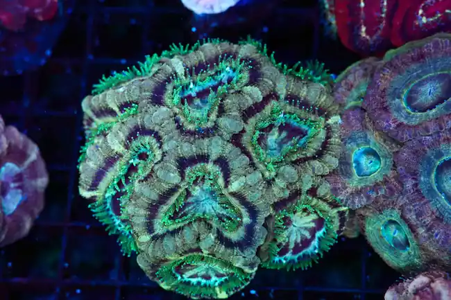 Swamp Meteor Asian Acan Colony WYSIWYG - SAQ Coral Farm