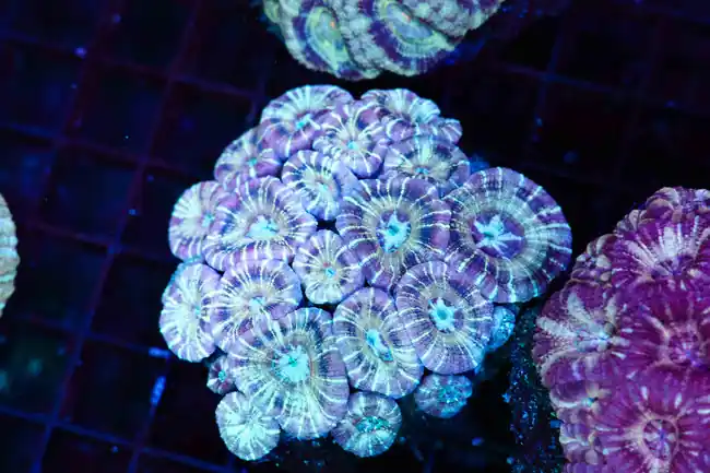 Frosted Dream Asian Acan Colony WYSIWYG - SAQ Coral Farm