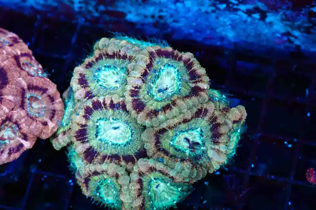 Confusion Spell Asian Acan Colony WYSIWYG - SAQ Coral Farm