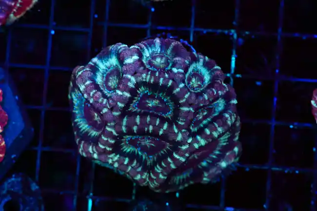 Confusion Asian Acan Colony WYSIWYG - SAQ Coral Farm