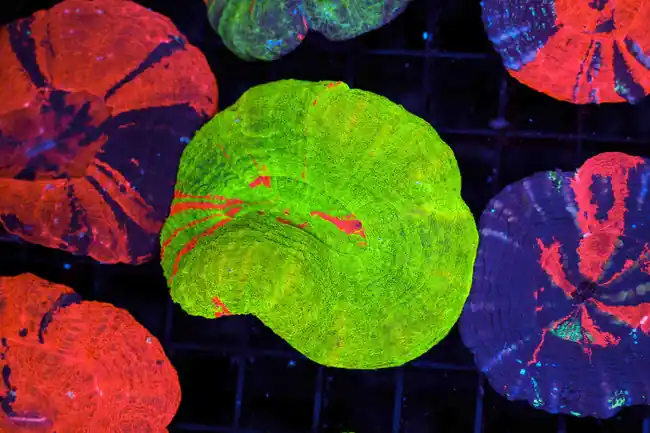 Bleeding Apple Scoly WYSIWYG A1 - SAQ Coral Farm
