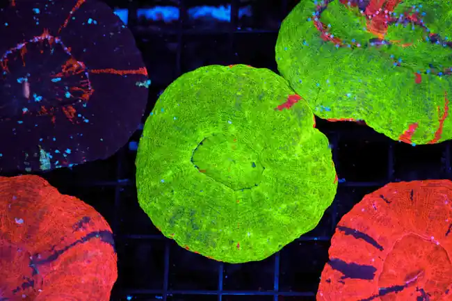 Bleeding Apple Scoly WYSIWYG - SAQ Coral Farm