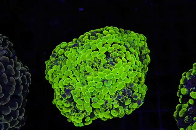 Neon Green Splatter Hammer Colony WYSIWYG A3 - SAQ Coral Farm