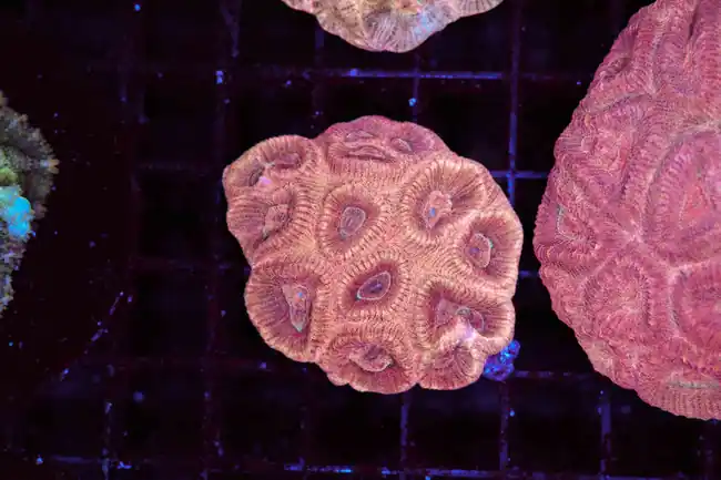 Peach Meteor Favia WYSIWYG - SAQ Coral Farm
