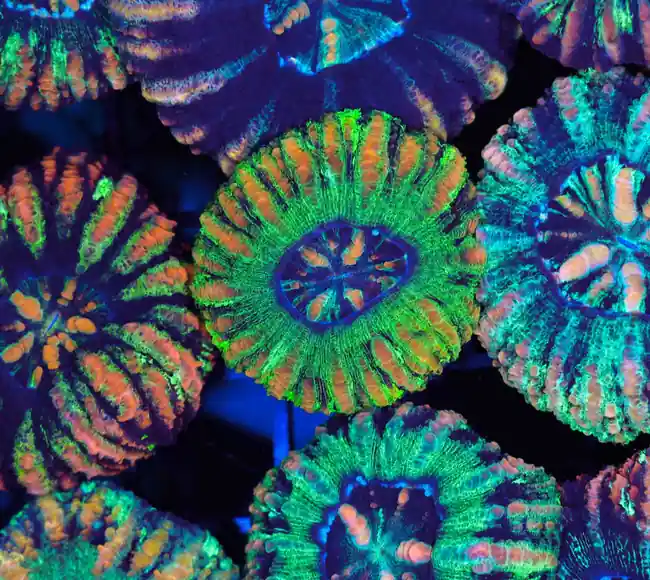 Green And Orange Stripe Button Scoly WYSIWYG - SAQ Coral Farm
