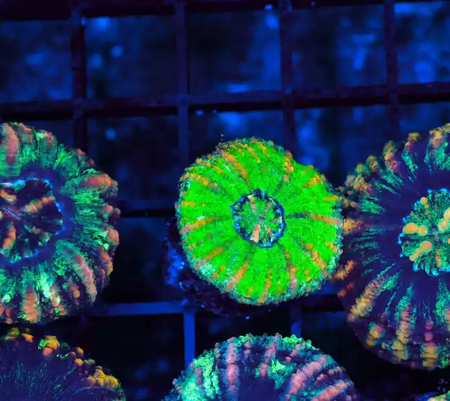 Neon Green Button Scoly WYSIWYG - SAQ Coral Farm