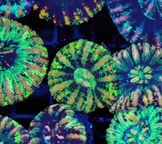 Green Button Scoly WYSIWYG A3 - SAQ Coral Farm