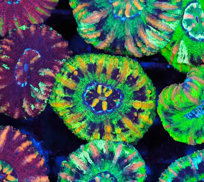 Green Button Scoly WYSIWYG - SAQ Coral Farm