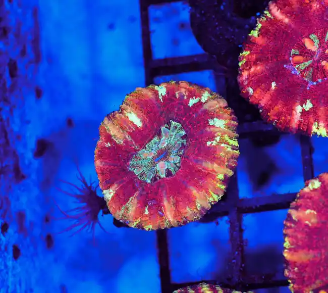 Red Button Scoly WYSIWYG - SAQ Coral Farm