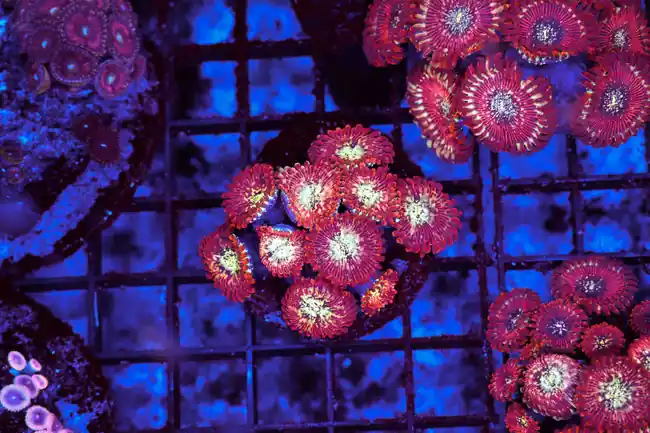 Mayhem Zoanthid Colony WYSIWYG - SAQ Coral Farm