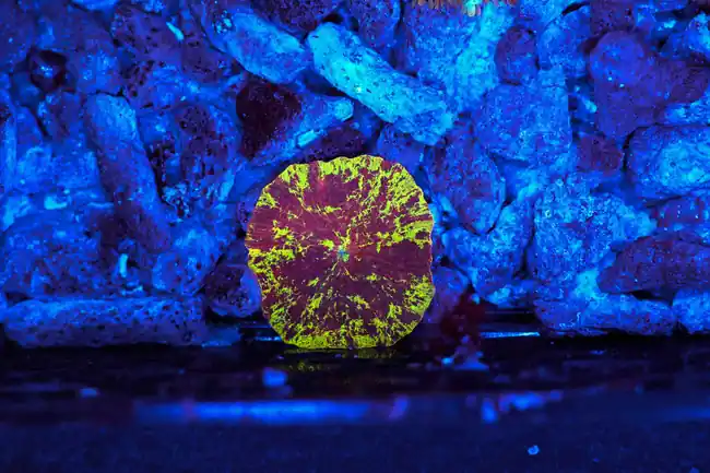 Splatter Jawbreaker Discosoma Mushroom WYSIWYG - SAQ Coral Farm