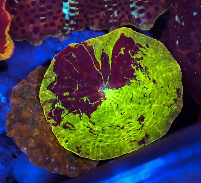 Jawbreaker Discosoma Mushroom WYSIWYG A9 - SAQ Coral Farm