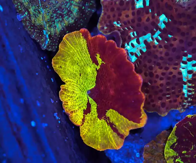 2Face Jawbreaker Discosoma Mushroom WYSIWYG - SAQ Coral Farm