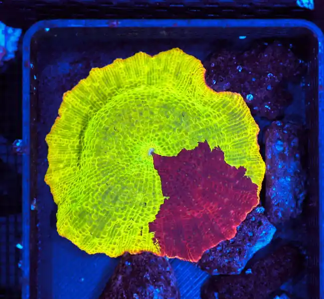 Jawbreaker Discosoma Mushroom WYSIWYG A7 - SAQ Coral Farm