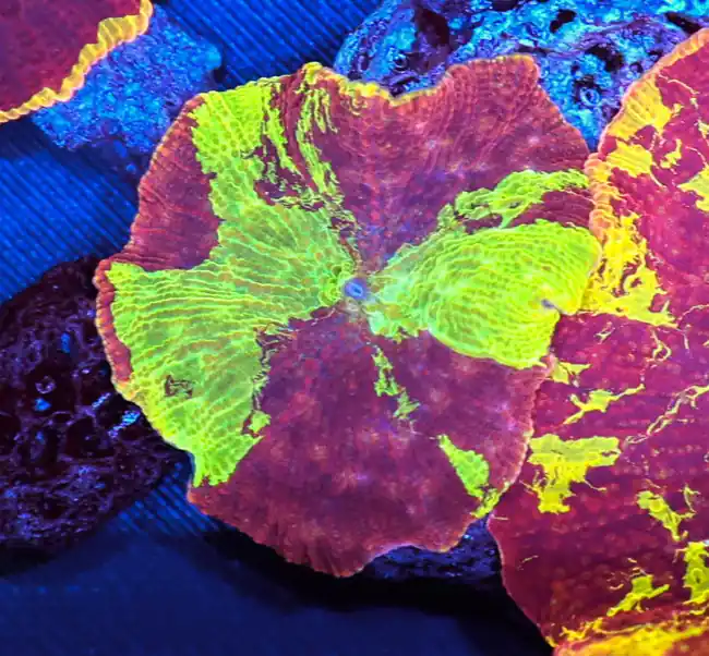 Jawbreaker Discosoma Mushroom WYSIWYG A3 - SAQ Coral Farm