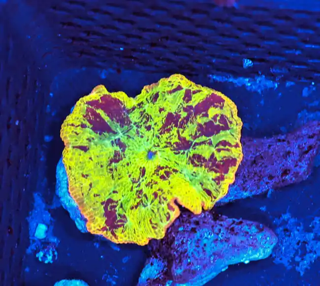 Jawbreaker Discosoma WYSIWYG A2 - SAQ Coral Farm