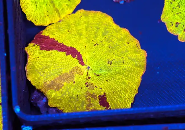 Jawbreaker Discosoma Mushroom WYSIWYG A1 - SAQ Coral Farm