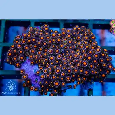 Purple Orange Zoa Colony WYSIWYG A1 - SAQ Coral Farm