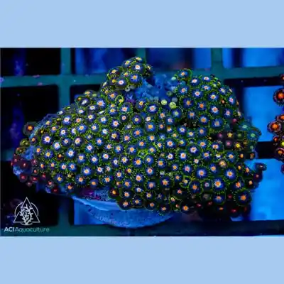 Blue And Green Zoa Colony WYSIWYG - SAQ Coral Farm