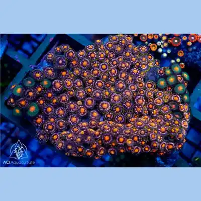 Gatorade Splash Zoanthid Colony WYSIWYG - SAQ Coral Farm