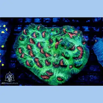 Forest Rampage Mycedium WYSIWYG - SAQ Coral Farm