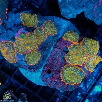 Gold Dusted Mushroom Colony WYSIWYG A1- SAQ Coral Farm