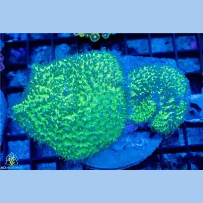 Green Lampung Mushroom WYSIWYG - SAQ Coral Farm