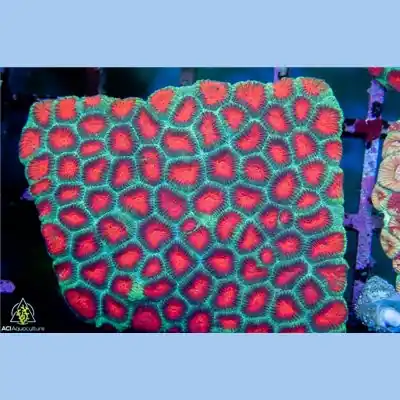 Christmas Tree Favia Large Colony WYSIWYG - SAQ Coral Farm