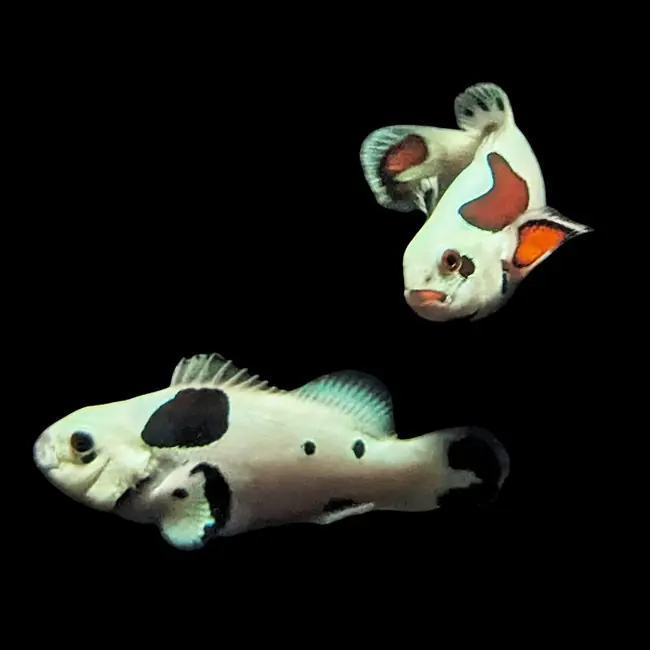 ORA Hybrid Storm Ocellaris Clownfish Pair (Amphiprion percula) WYSIWYG - SAQ Coral Farm