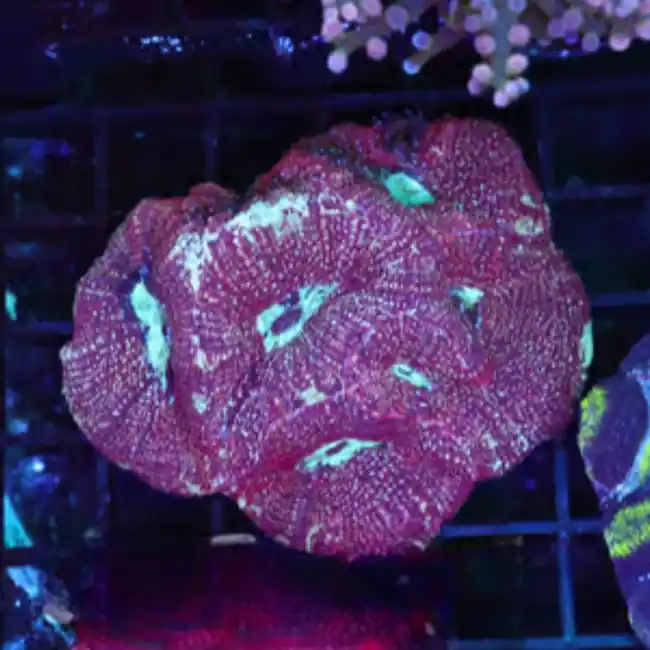 Burgundy Specter Bowerbanki WYSIWYG - SAQ Coral Farm