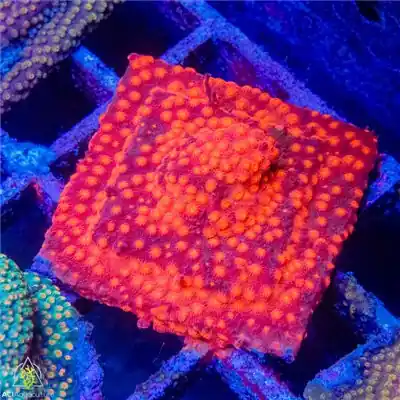 Magma Cyphastrea Colony WYSIWYG - SAQ Coral Farm