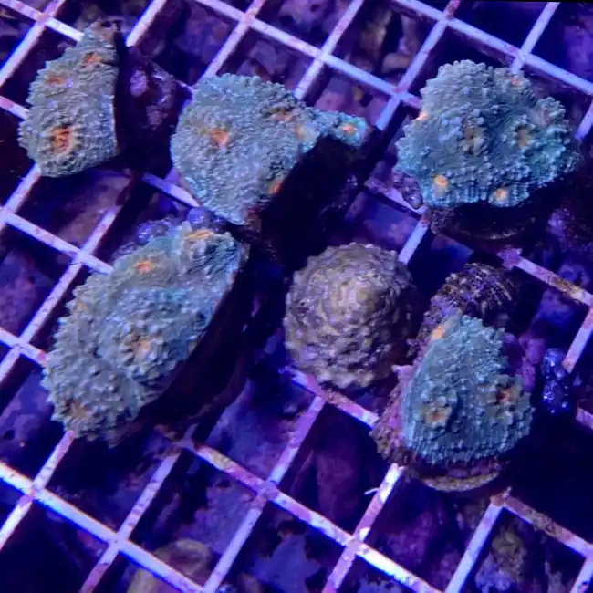Tidal Wave Chalice Coral - SAQ Coral Farm