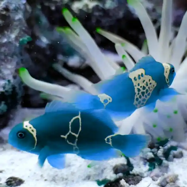 Electric Blue Phantom Designer Clownfish (A.photoshopellaris) - SaltwaterAquarium