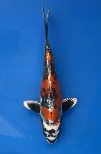 25cm Japanese Imported Beni Kikokuryu- Aokiya - QT9 - 29