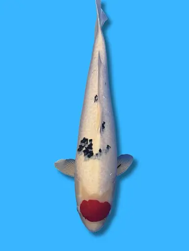 60cm Japanese Imported Tancho Sanke - Marusei - ICF1 - 11