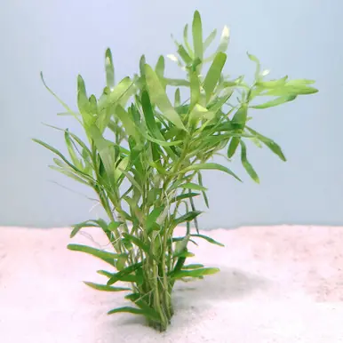 Heteranthera zosterifolia - UNS