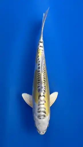 30cm Japanese Imported Yellow Dragon- Aokiya - QT9 - 10